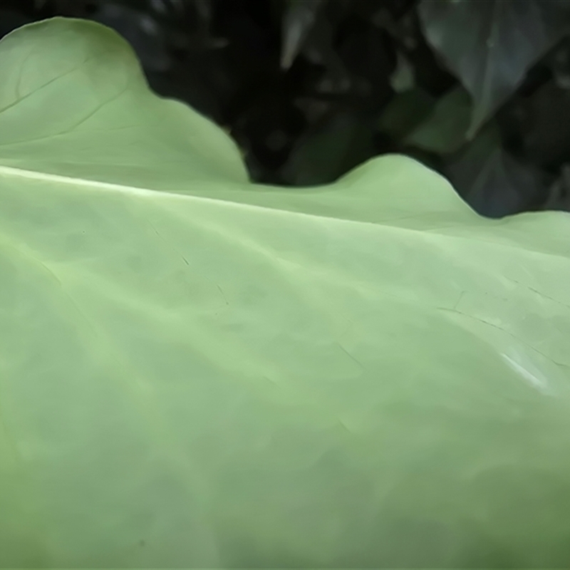 Hedera sp.