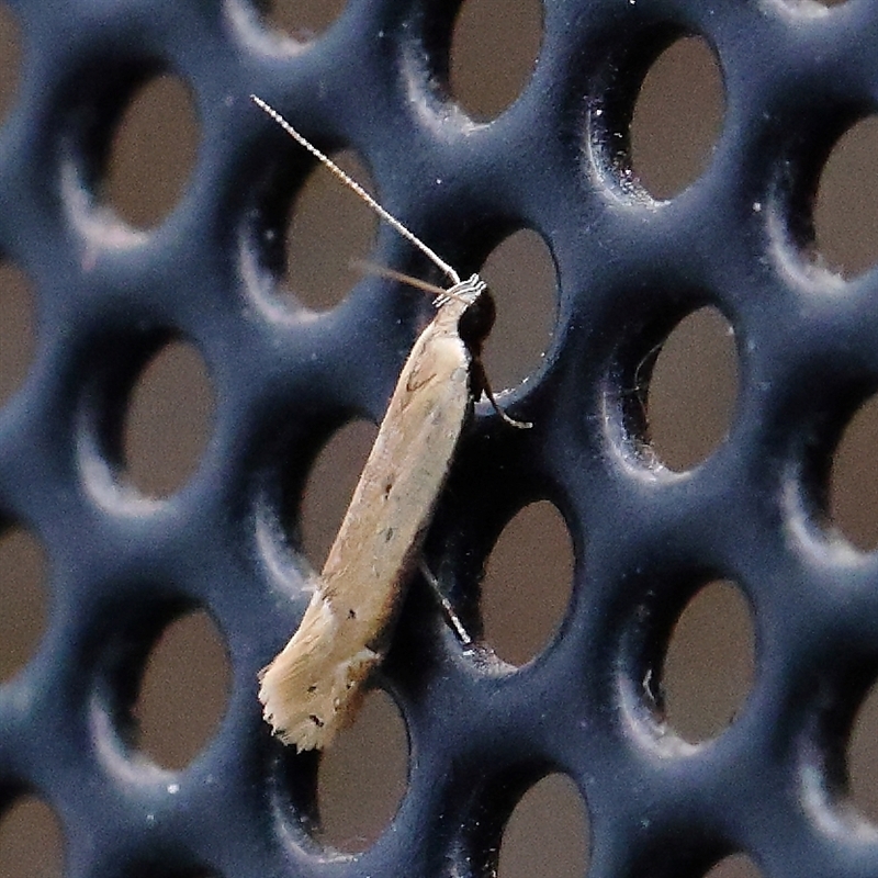 Mesophleps crocina