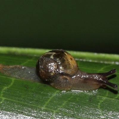 Mysticarion sp. (genus)