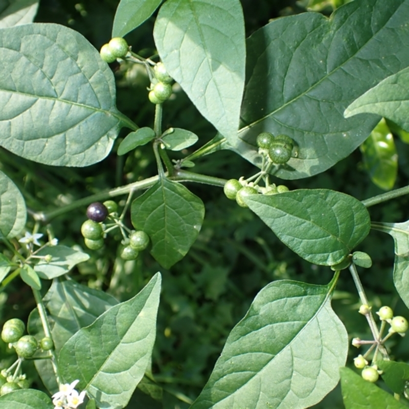 Solanum americanum