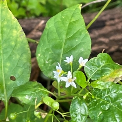 Solanum americanum