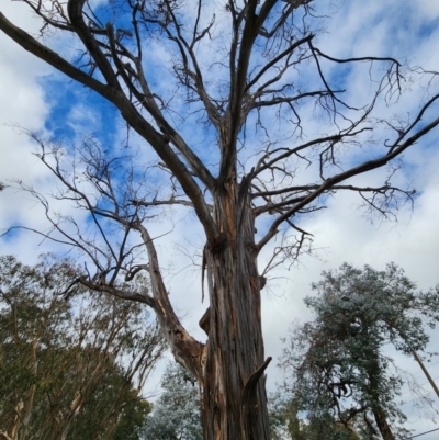 Pseudosydowia eucalypti