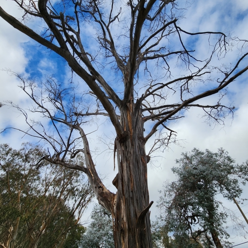 Pseudosydowia eucalypti