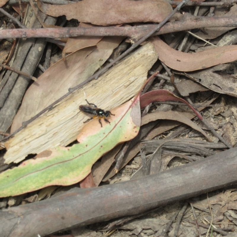 Laphria rufifemorata