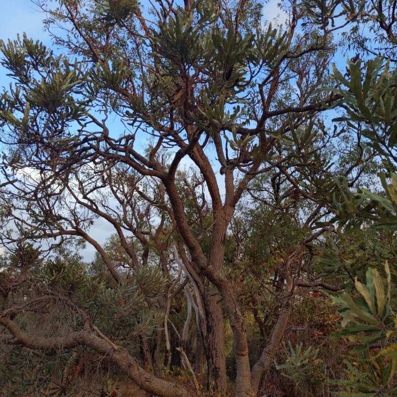 Banksia menziesii