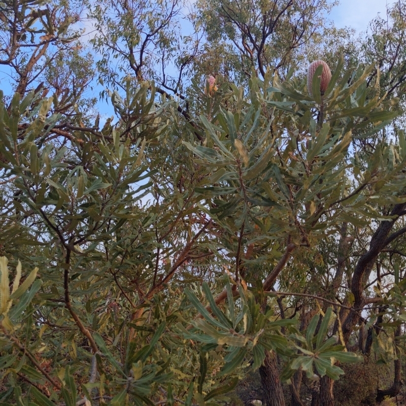 Banksia menziesii