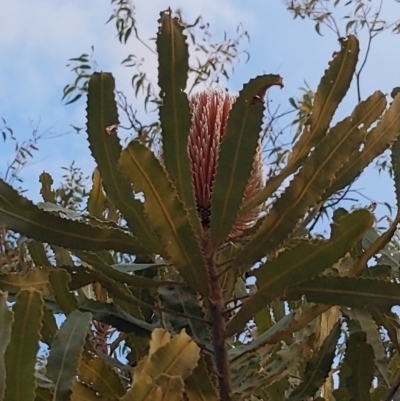 Banksia menziesii