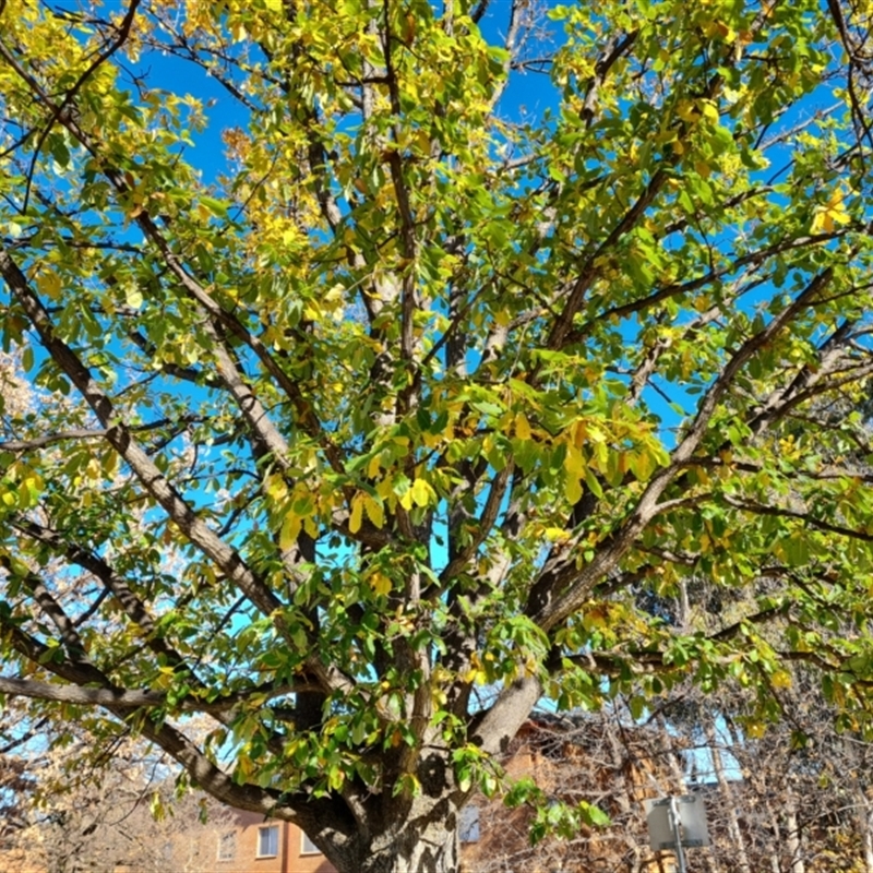 Quercus canariensis