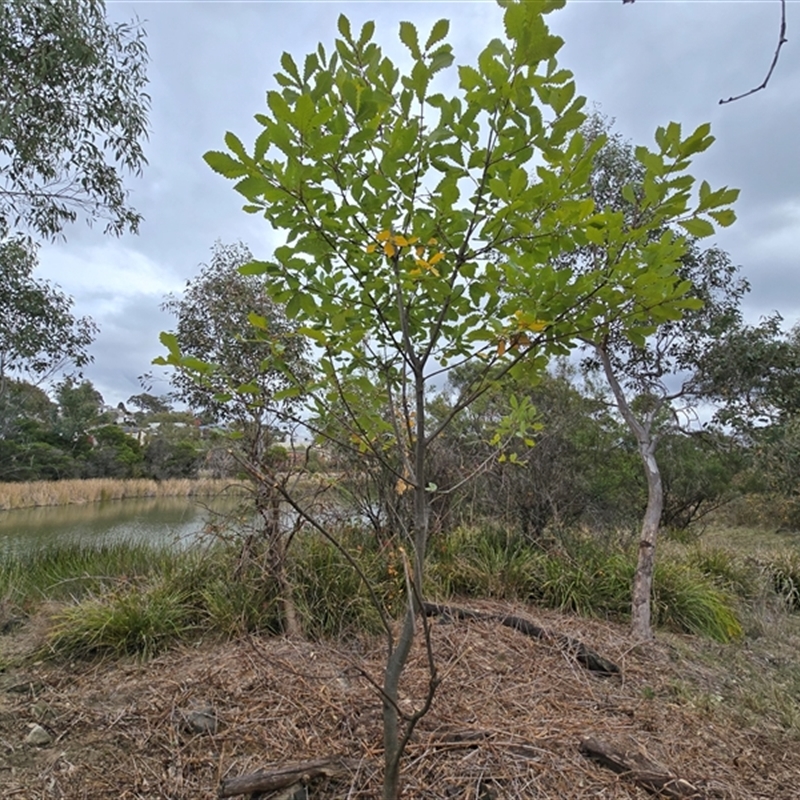 Quercus canariensis