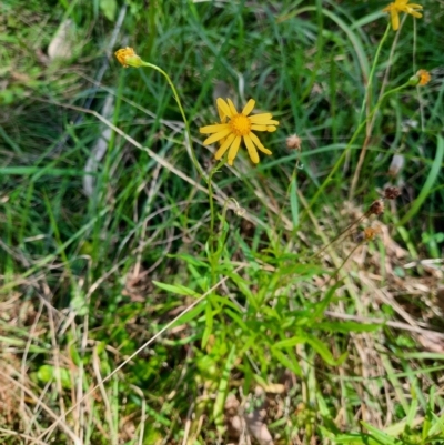 Senecio pinnatifolius var. serratus