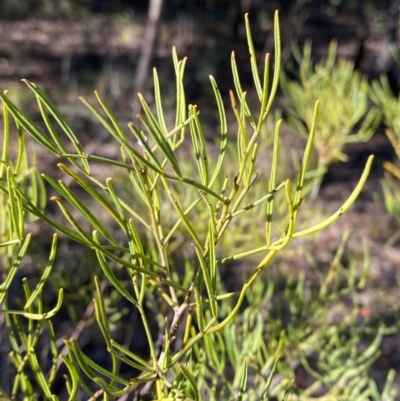 Senna artemisioides subsp. zygophylla