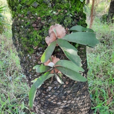 Platycerium veitchii