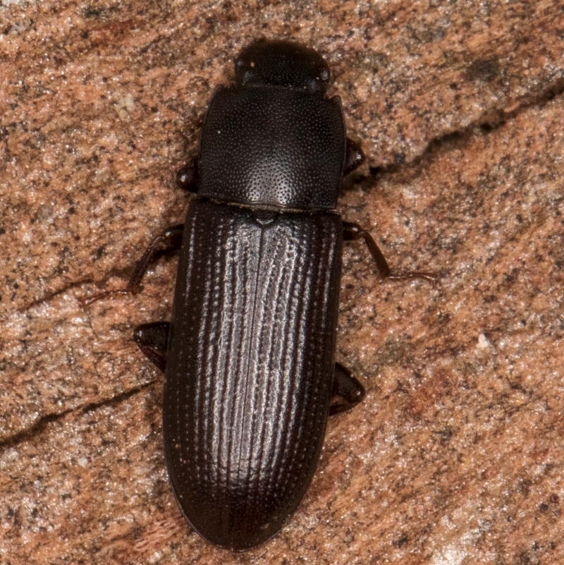 Bassianus colydioides