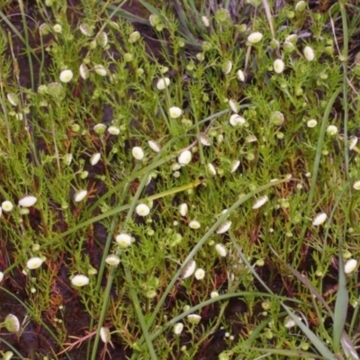 Cotula bipinnata