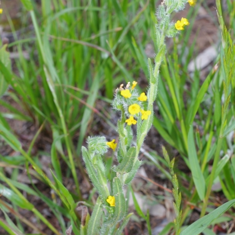 Amsinckia menziesii