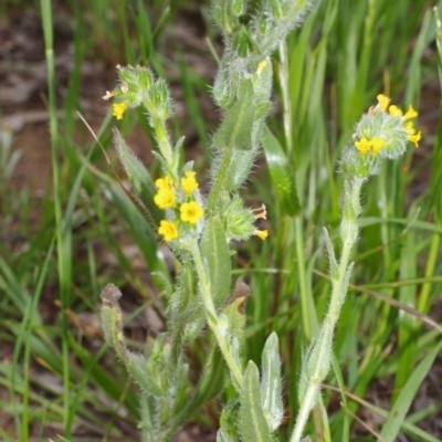 Amsinckia menziesii