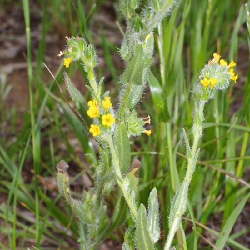 Amsinckia menziesii