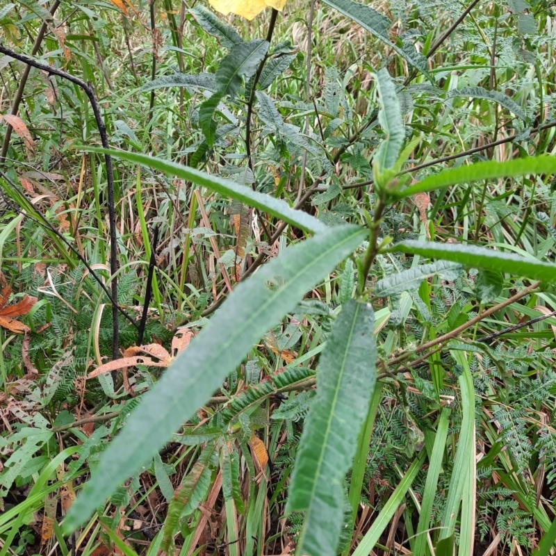 Hibiscus divaricatus