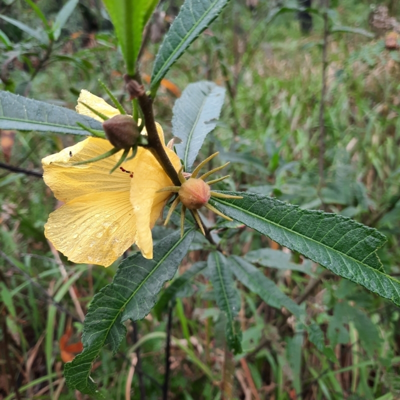 Hibiscus divaricatus