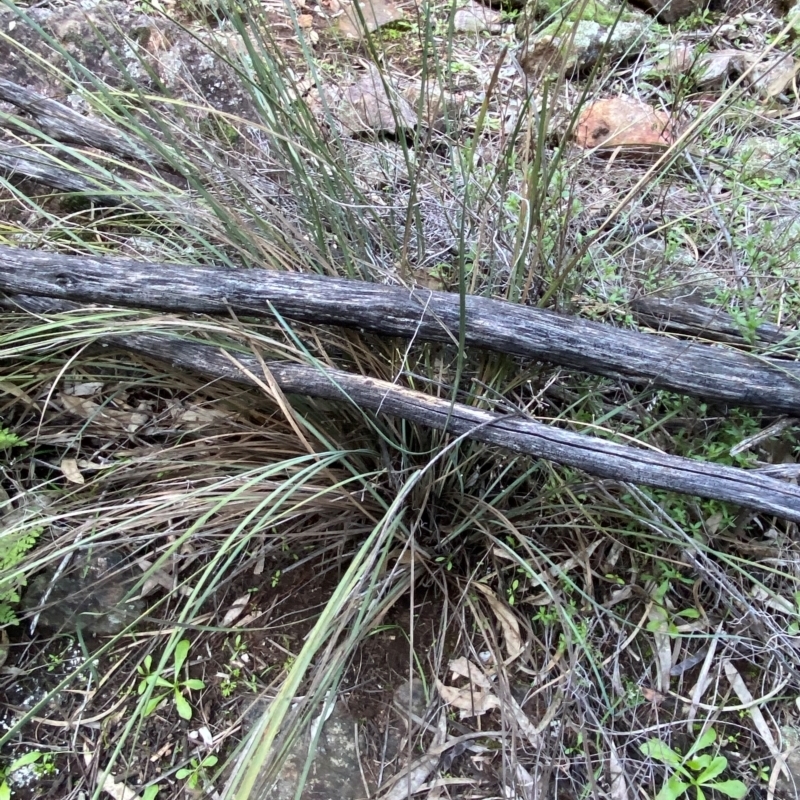 Lomandra patens