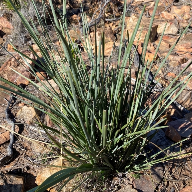 Lomandra patens