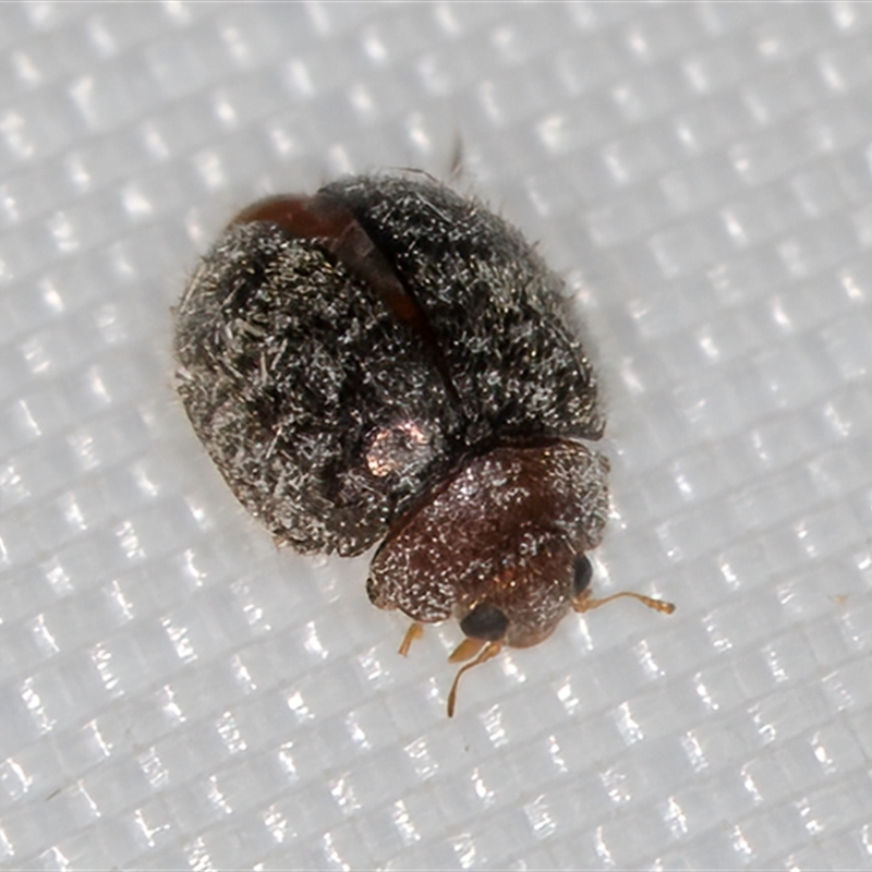 Rhyzobius lophanthae