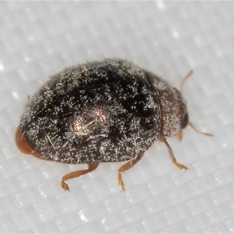 Rhyzobius lophanthae