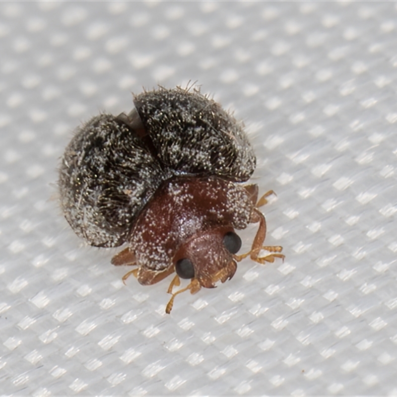 Rhyzobius lophanthae