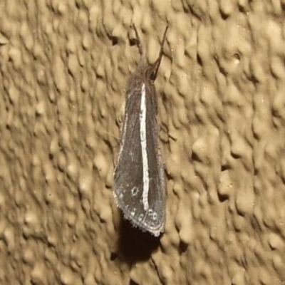 Fraus pteromela