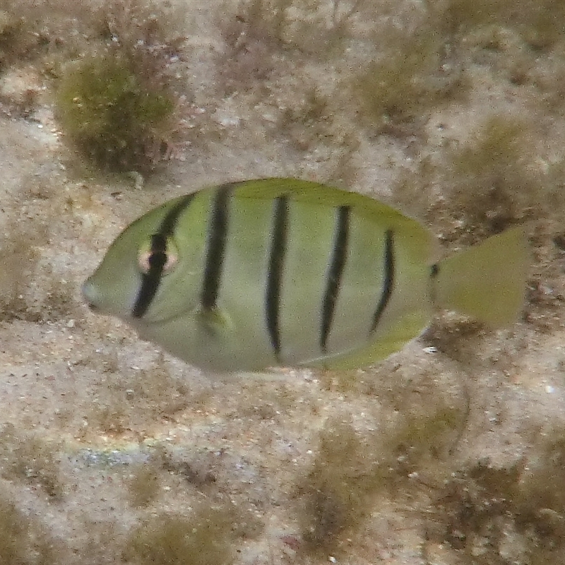 Acanthurus triostegus