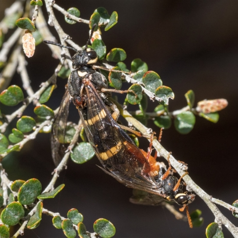 Males and female