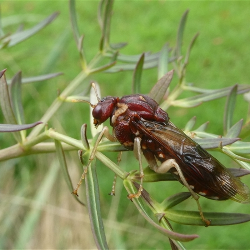 Pergagrapta castanea