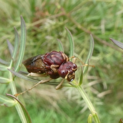 Pergagrapta castanea