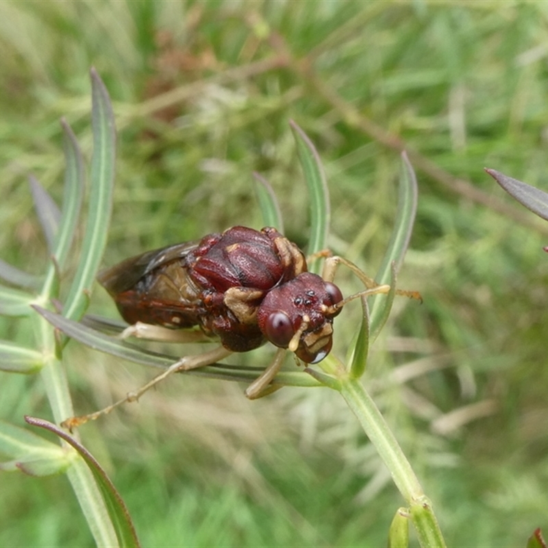 Pergagrapta castanea