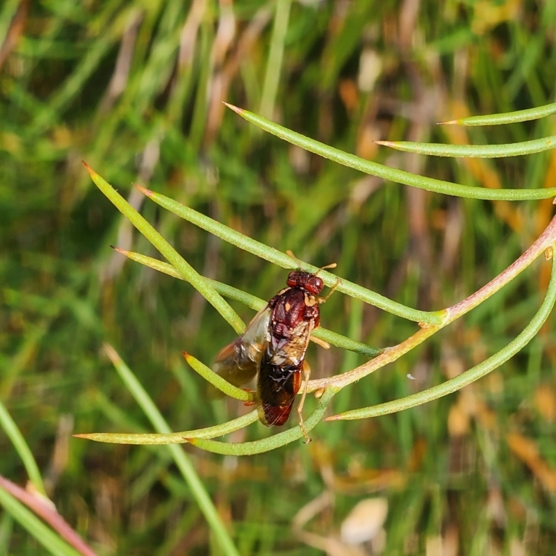 Pergagrapta castanea