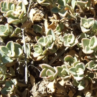 Chenopodium desertorum subsp. microphyllum