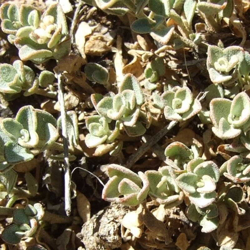 Chenopodium desertorum subsp. microphyllum