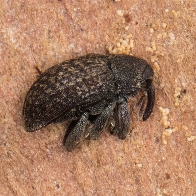 Melanterius maculatus