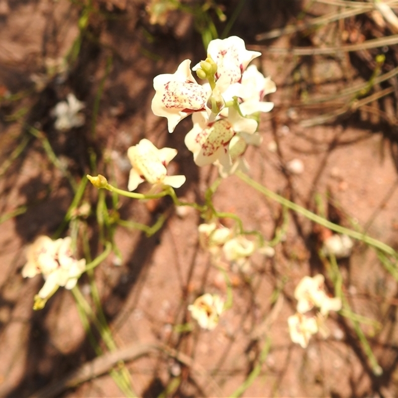 Utricularia fulva