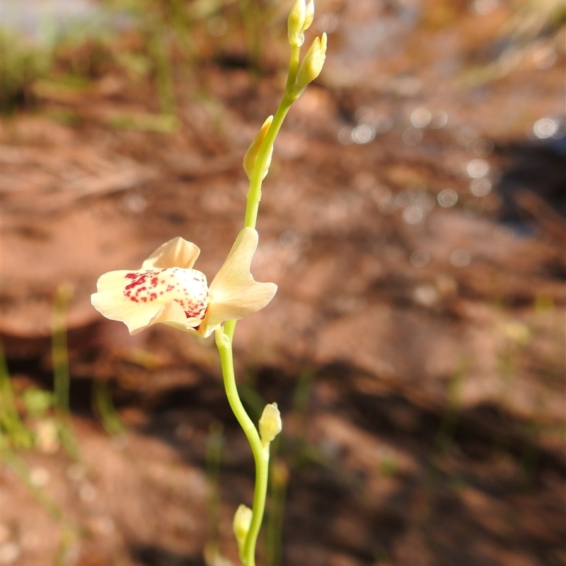 Utricularia fulva