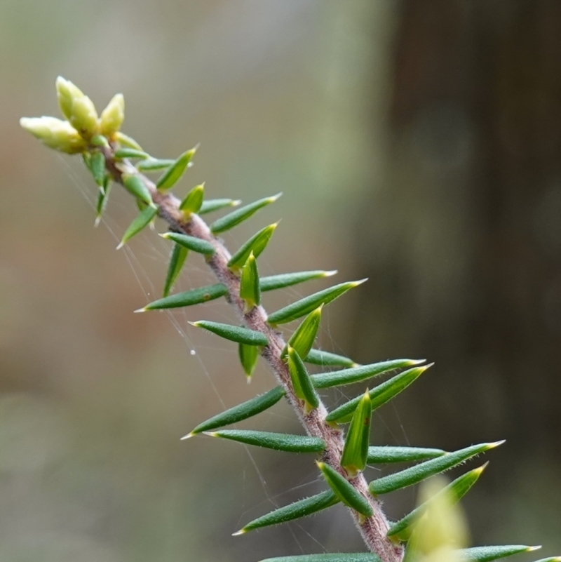 Acrotriche rigida