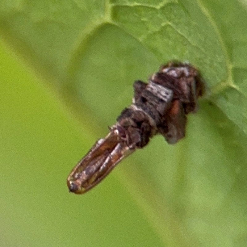 Lepidoscia lainodes