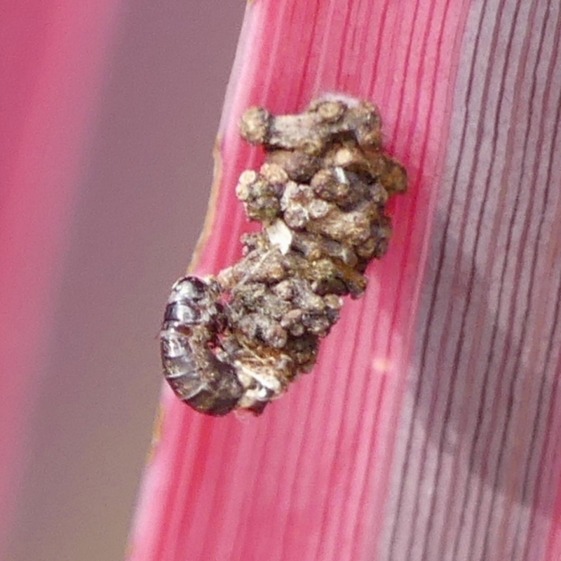 Psychidae - IMMATURE larvae