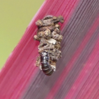 Psychidae - IMMATURE larvae