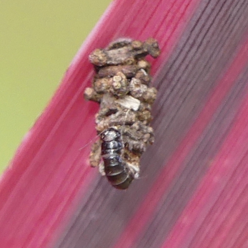 Psychidae - IMMATURE larvae