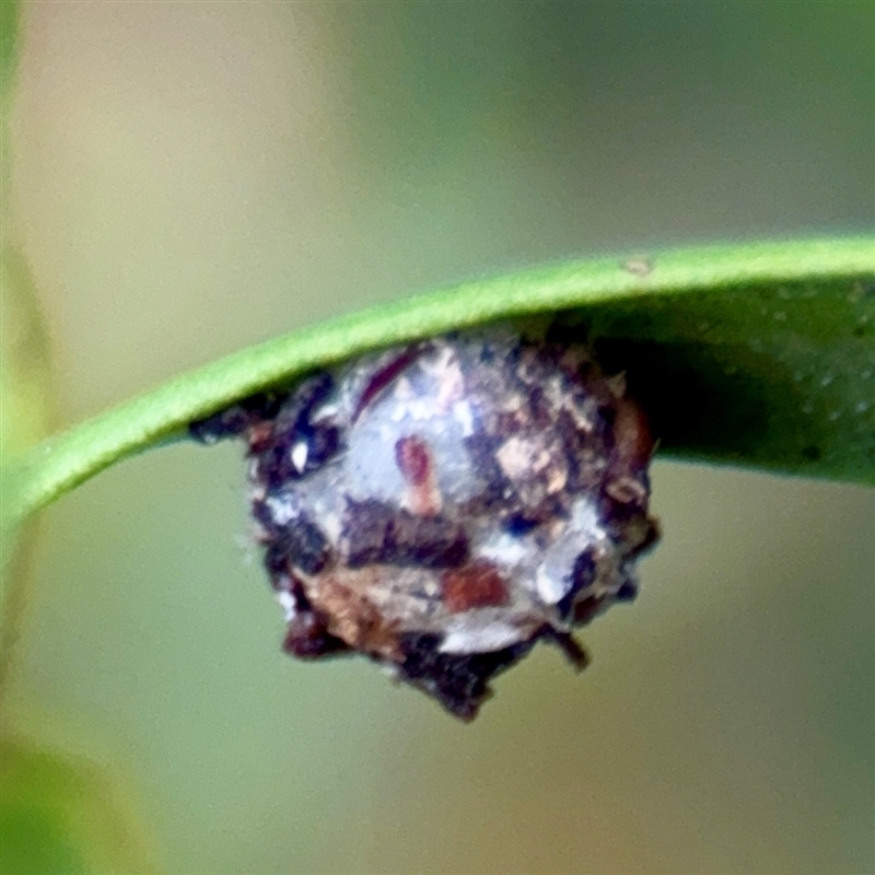 Psychidae - IMMATURE larvae