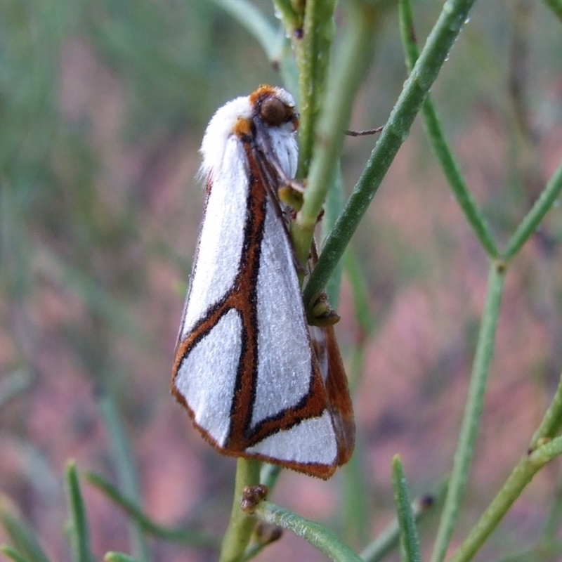 Thalaina angulosa