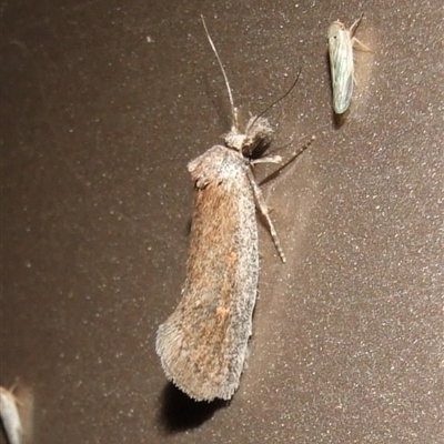 Pachybela sp