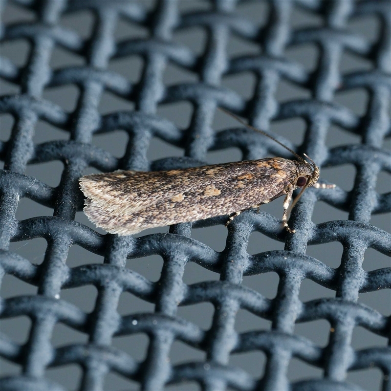 Pachybela (genus)