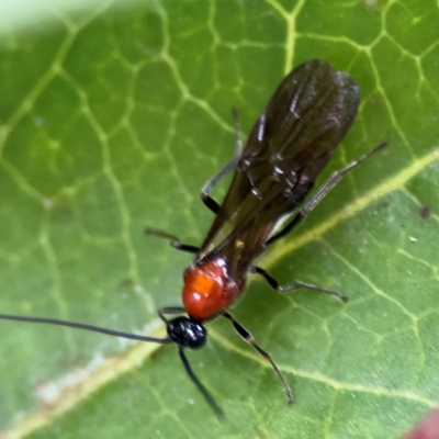 Campyloneurus sp (genus)